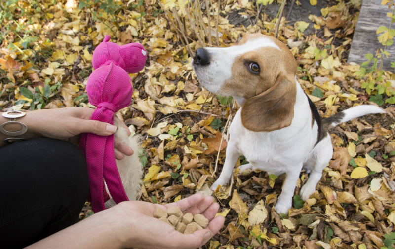 Hunden Tage sitter bland höstlöven och får möjlighet att välja hundgodis eller en rosa leksak som belöning.
