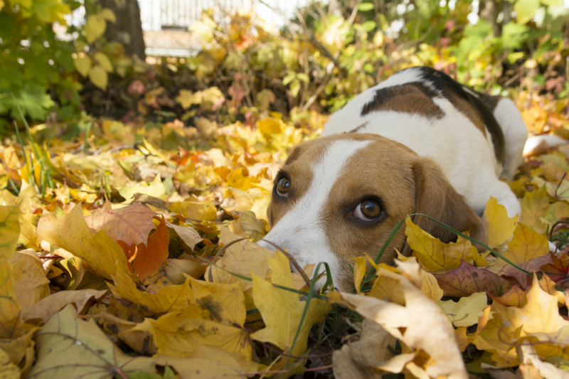 Hunden Tage ligger bland höstlöv, som döljer delar av hans nos. Han ser fundersam ut.