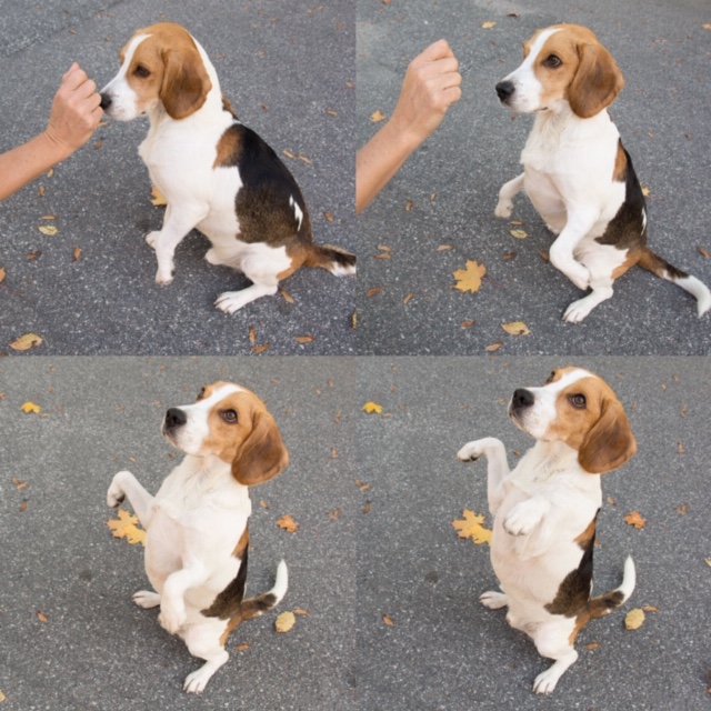 Ett bildcollage med fyra bilder av hunden Tage som ska läsa sig att sitta på bakbenen. Man ser hur han först lyfter först ena tassen, sedan andra och fram till att han helt sitter på bakbenen med framtassarna i luften.