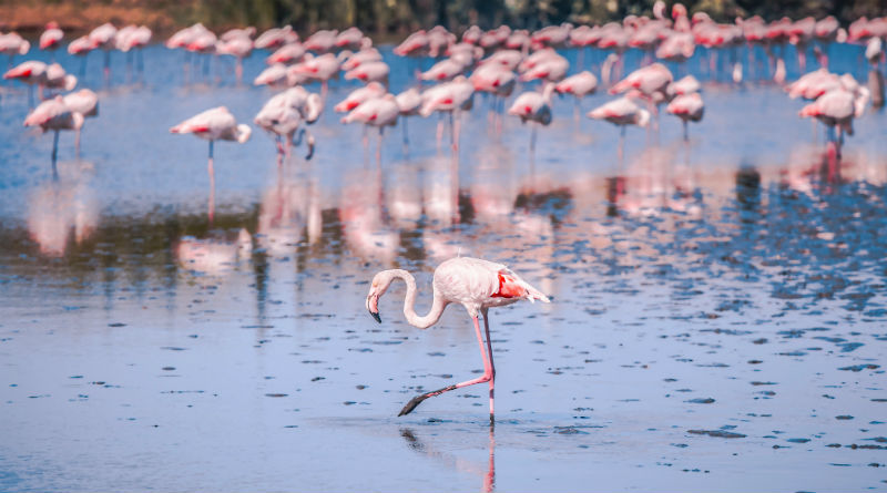 Den stora flamingoflocken står tillsammans i vattnet, men en av dem har flyttat sig en bit bort - hen vågar mer
