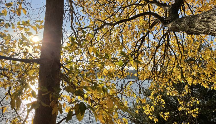 Naturen i höstskrud. Eftermiddagssolen lyser upp sjön och ett träd med gula löv.