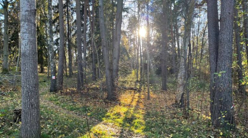 Solen strålar ned i en skogsglänta