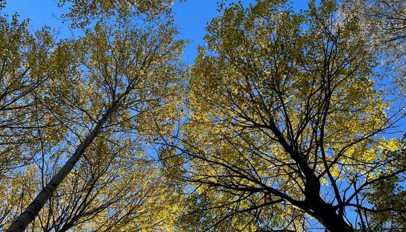 Höstgula trädkronor mot blå himmel