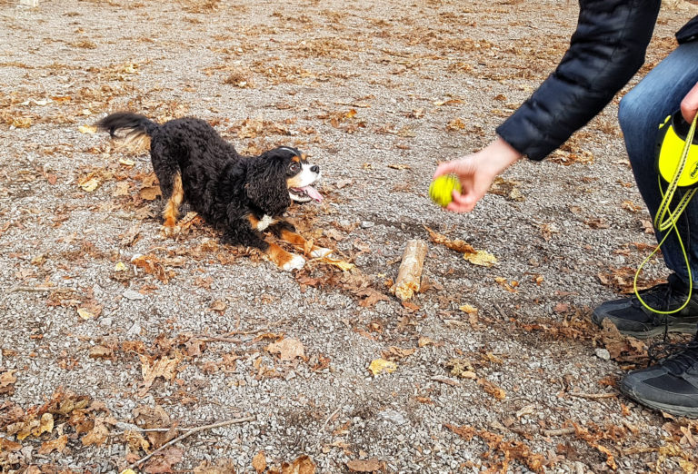 Följ med på promenad i några av Stockholms hundvänliga parker