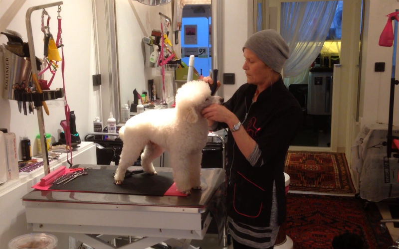 Kvinna som friserar en vit hund.